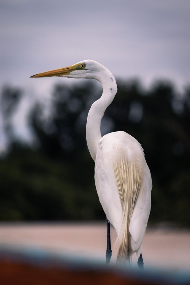 Día Mundial de las Aves 2026